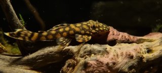 Ancistrus sp. `RIO PARAGUAY`